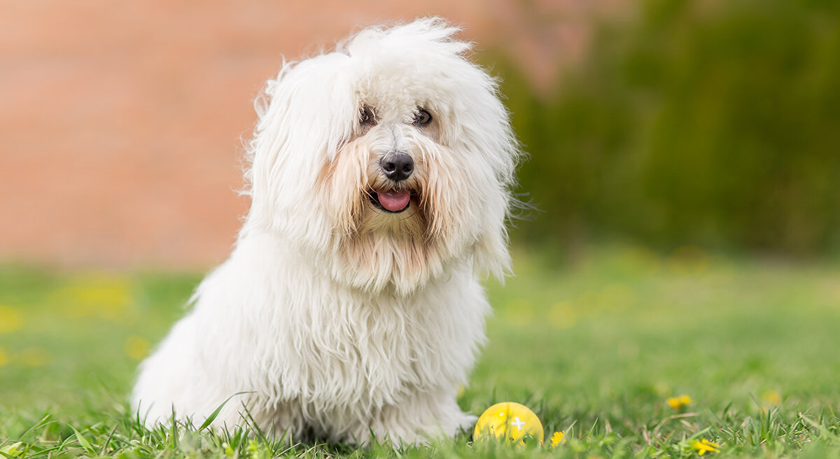 coton-de-tul-ar